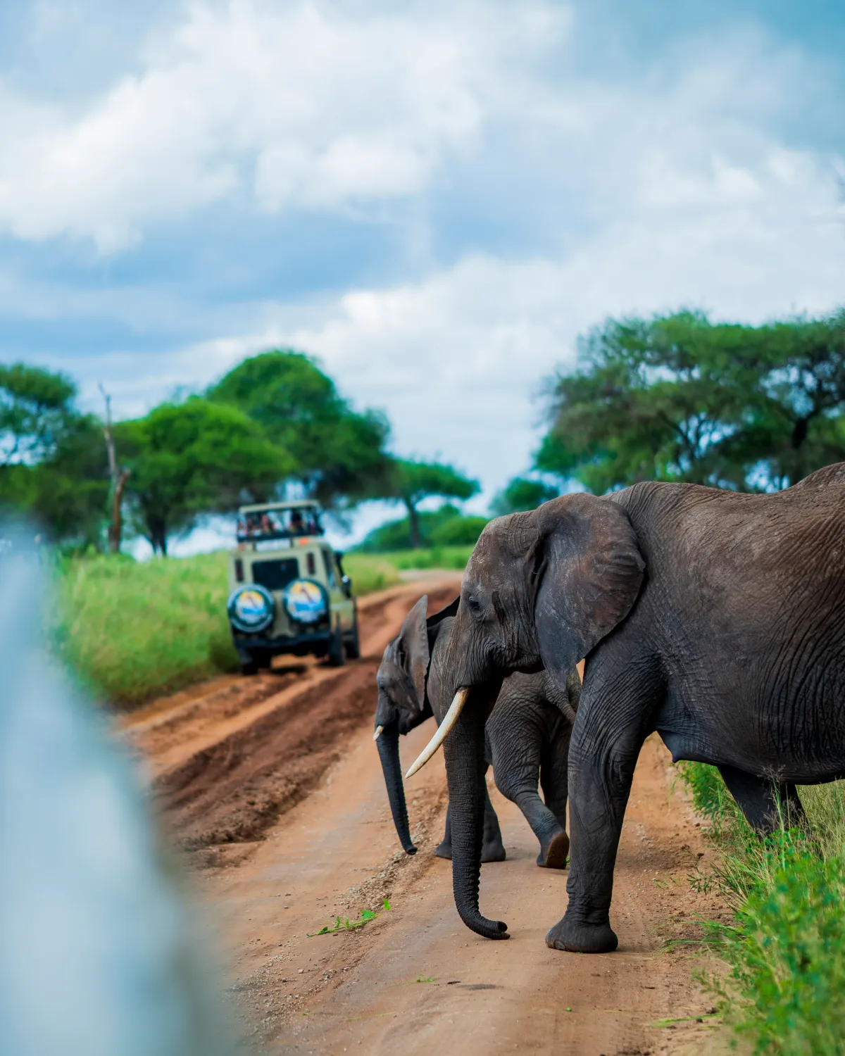 Elephants crossing a safari track ahead of a TanzaLux vehicle