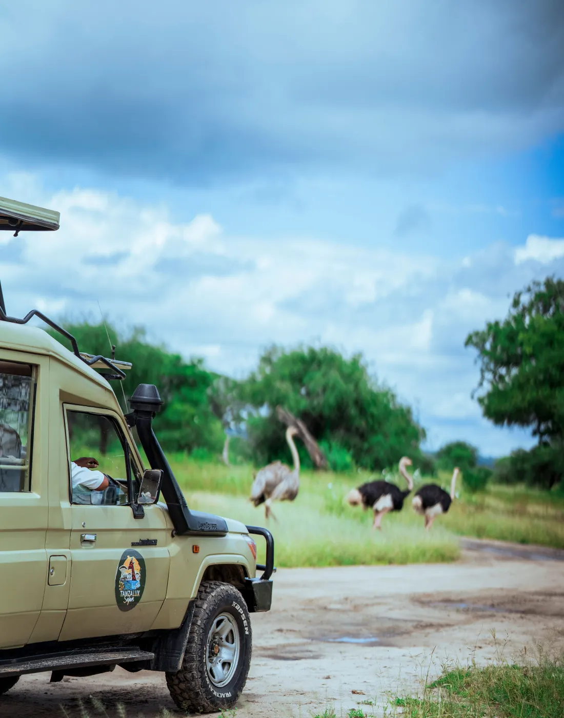 A branded TanzaLux 4x4 safari vehicle stopped near ostriches