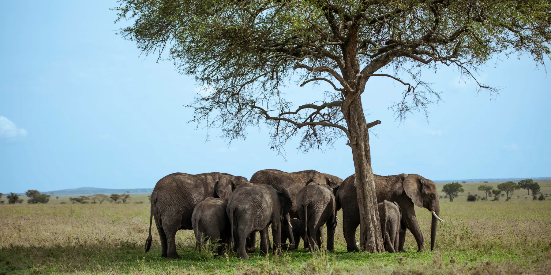 A herd of elephants sheltering under a tree on the Serengeti plains