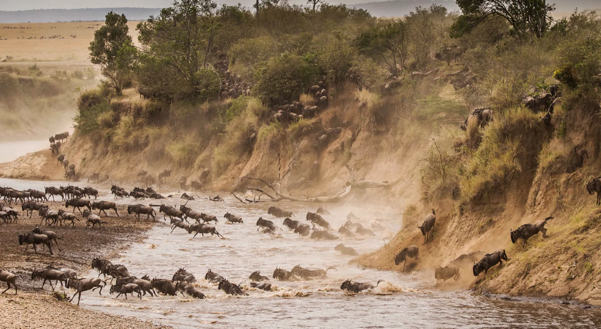 Thousands of wildebeest crossing the Mara River during the Great Migration