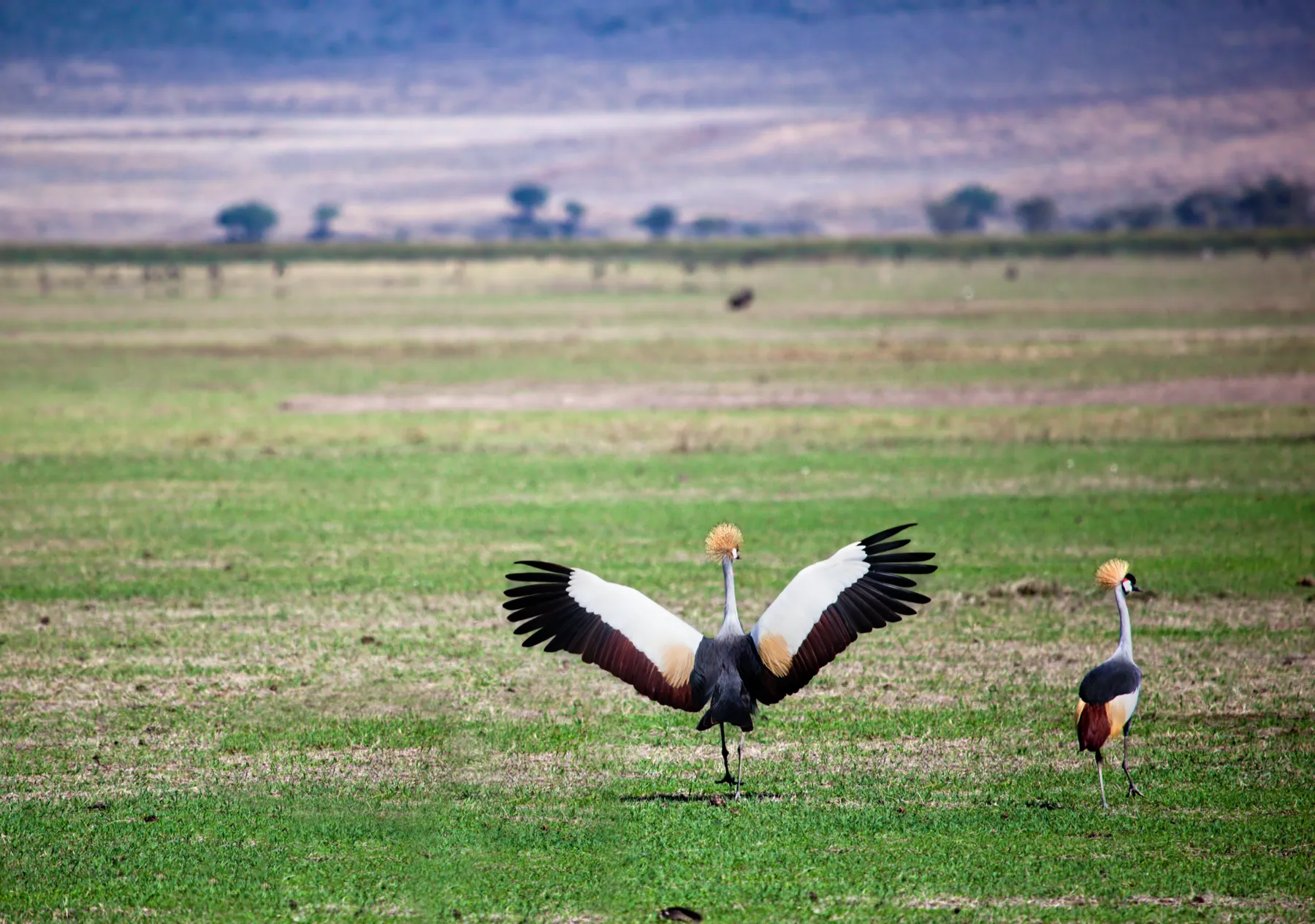 A grey crowned crane displaying its wings on the Ngorongoro Crater floor