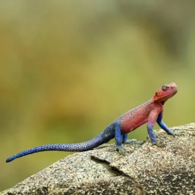 A colourful male agama lizard perched on a sunlit rock