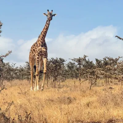 A Masai giraffe standing in golden savanna grass, Tanzania