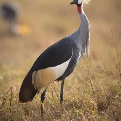 A grey crowned crane standing in golden grassland