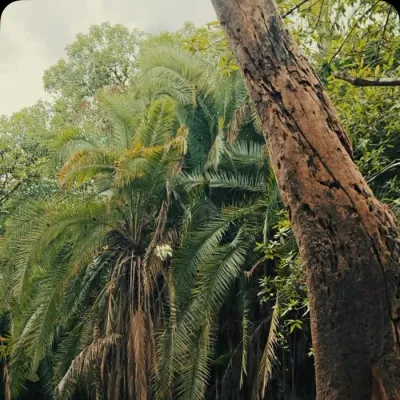 Palm trees over the still water of the Momella Lakes, Arusha National Park