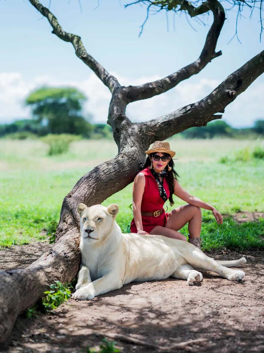 A traveller with a lion under an acacia tree in Tanzania