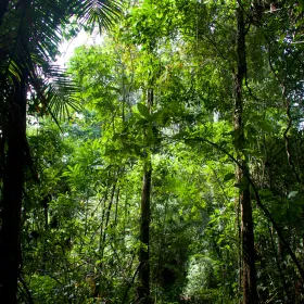 Into the rainforest