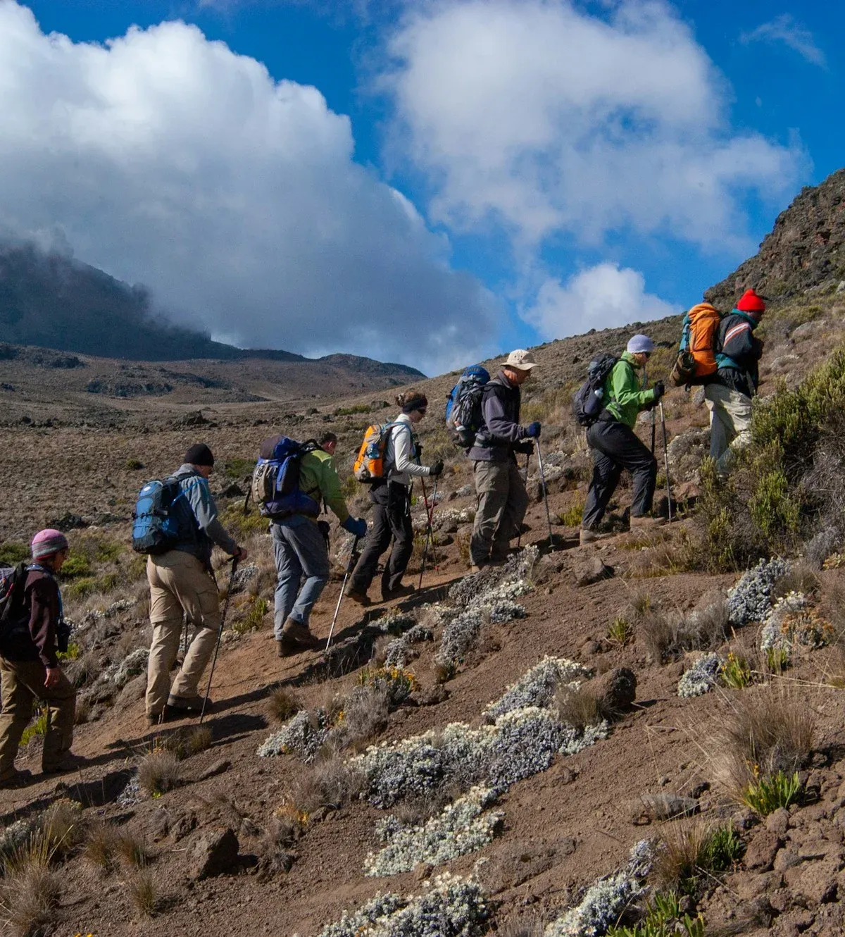 A line of trekkers crossing Kilimanjaro's alpine moorland with clouds below