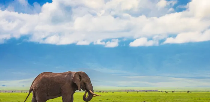 A Tanzania safari