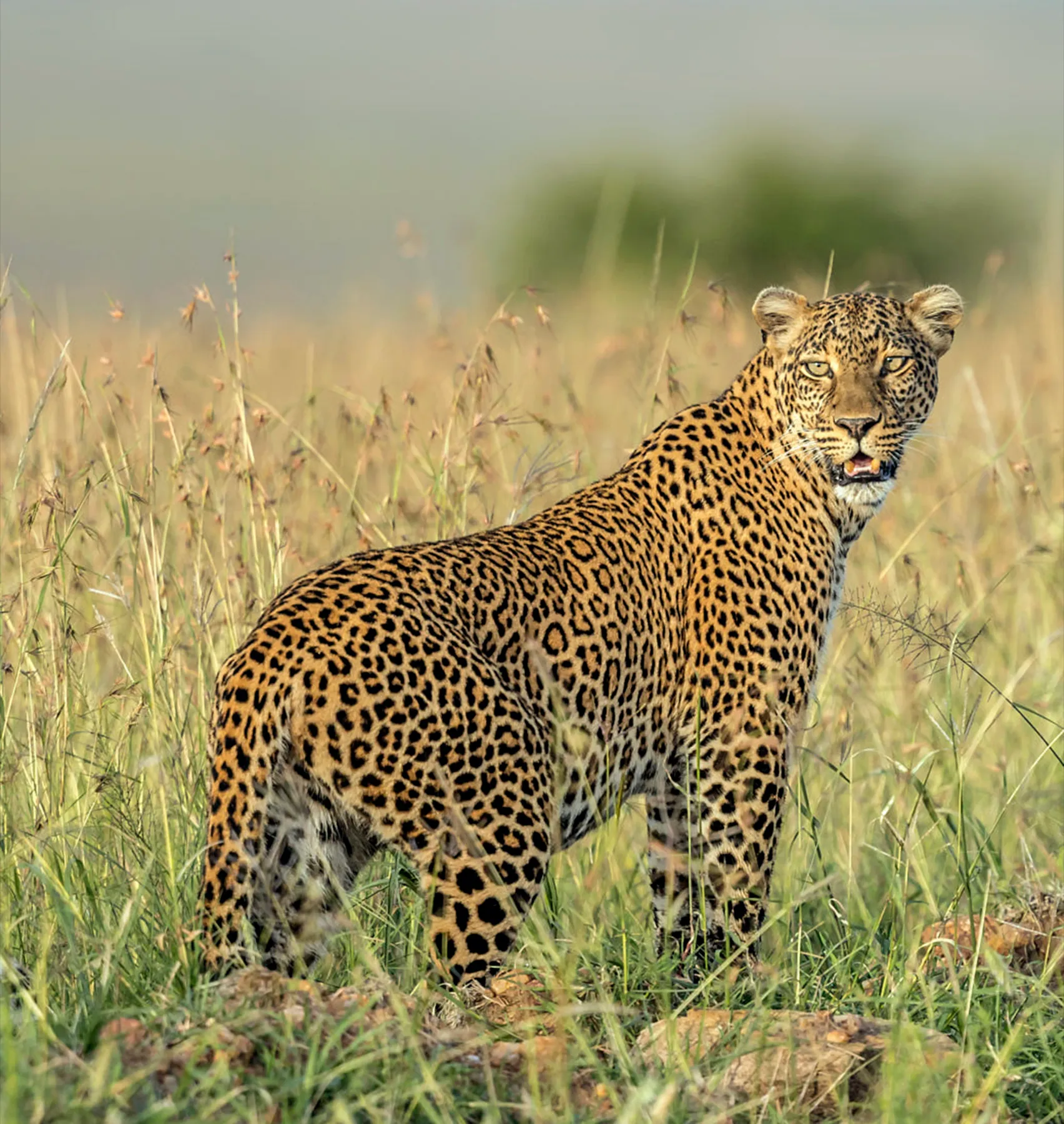 A leopard standing alert in tall grass on the Tanzanian savannah