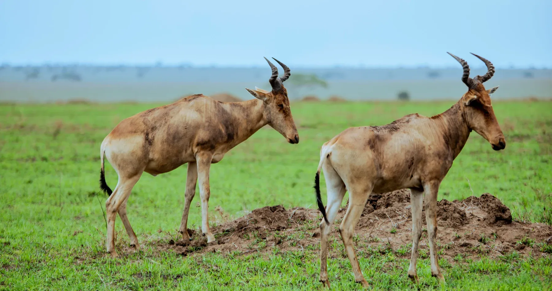 Hartebeest grazing quietly on Tanzania's open plains
