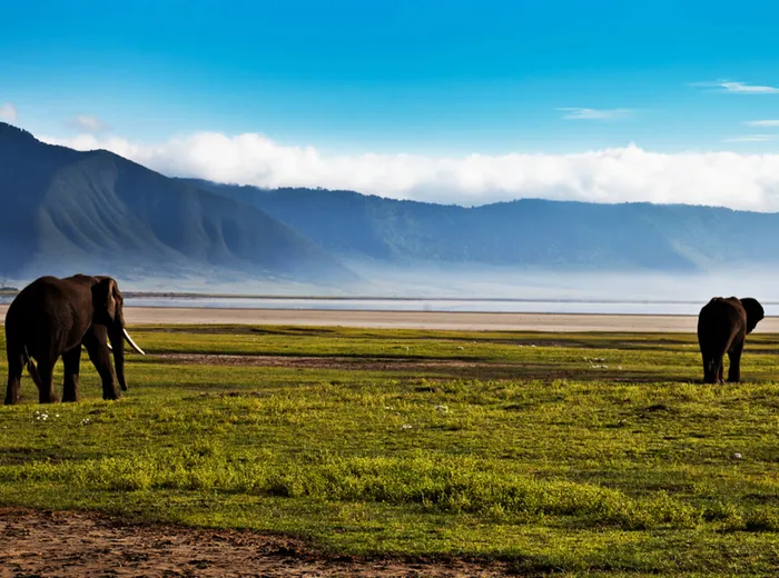 Two elephants on the Ngorongoro Crater floor with the highland rim behind