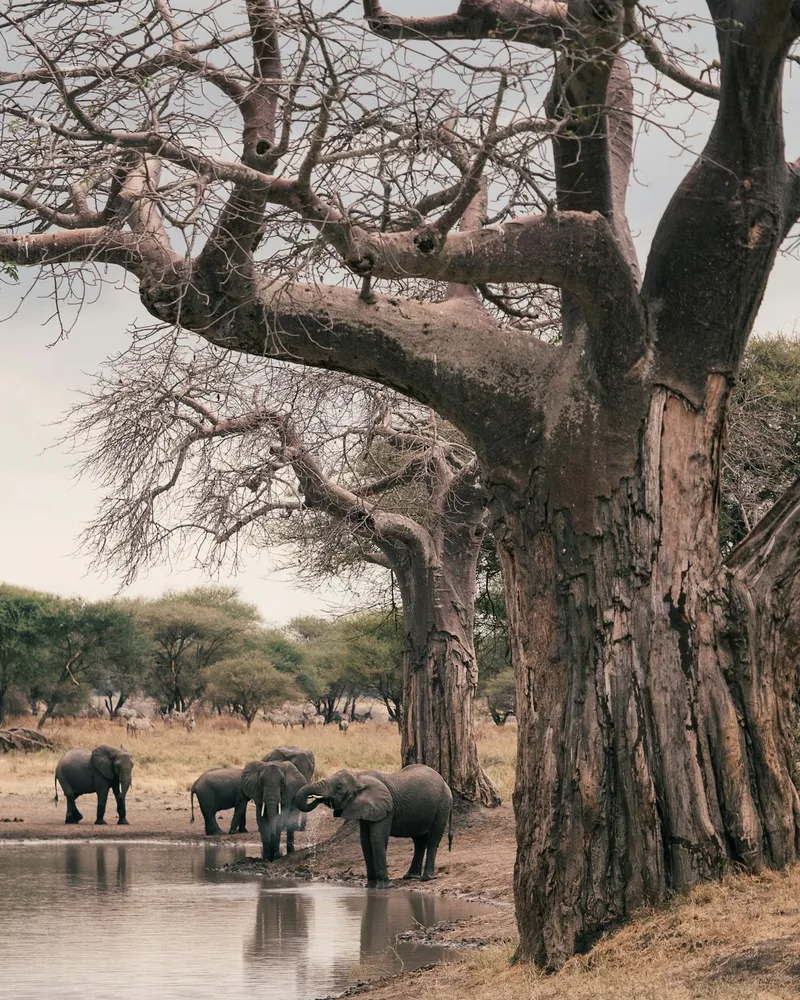 5-Day Joining Group Camping Safari