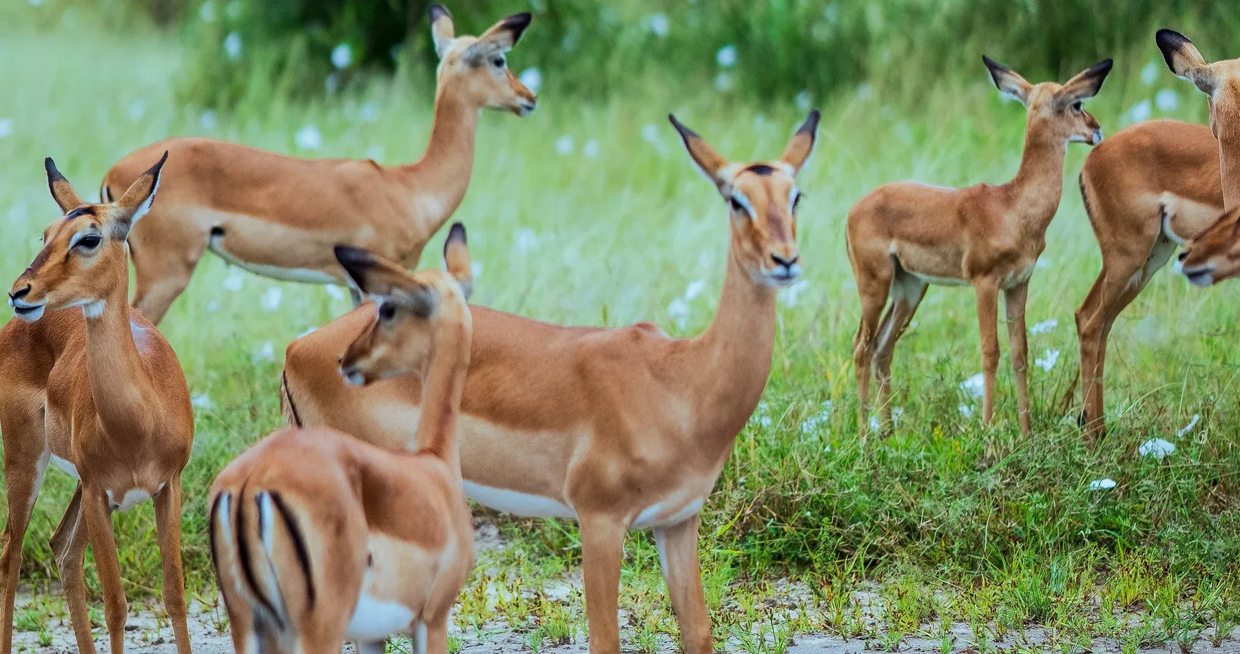 A herd of hartebeest grazing along Tanzania's safari routes