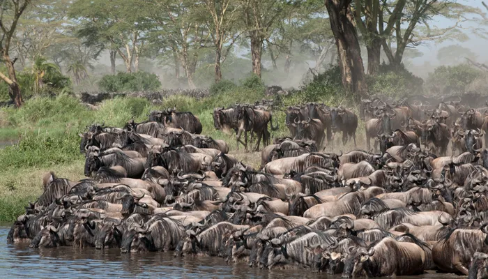 Dense wildebeest herds gathered on lush green Serengeti grassland