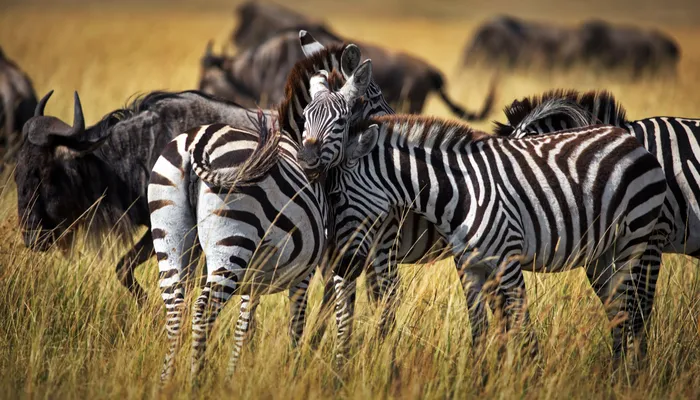 Zebra and wildebeest herds in golden dry-season grassland