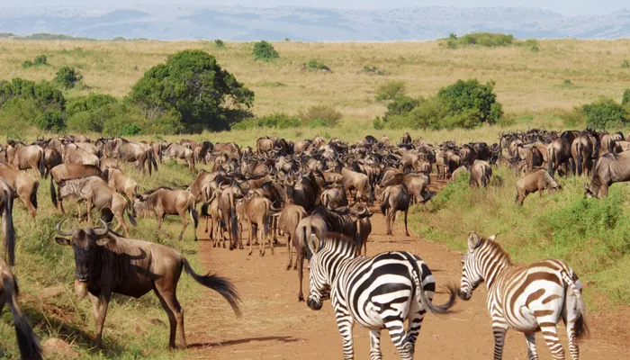 Wildebeest and zebra moving across green plains after the short rains