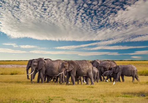 Serengeti & Northern Circuit