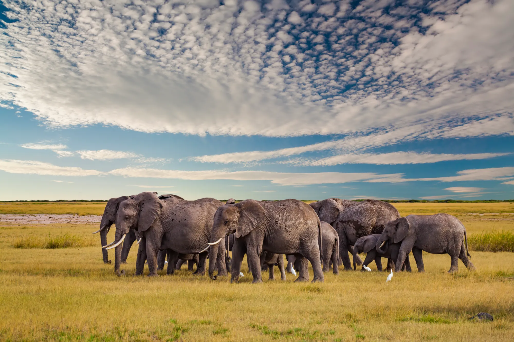 A herd of elephants with cattle egrets crossing the Tanzanian savannah under a dramatic sky
