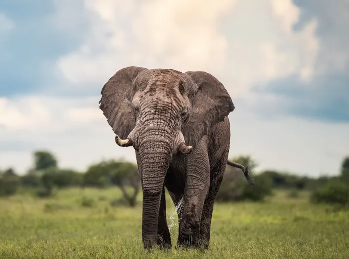 A large bull elephant walking through green savannah in Tarangire National Park