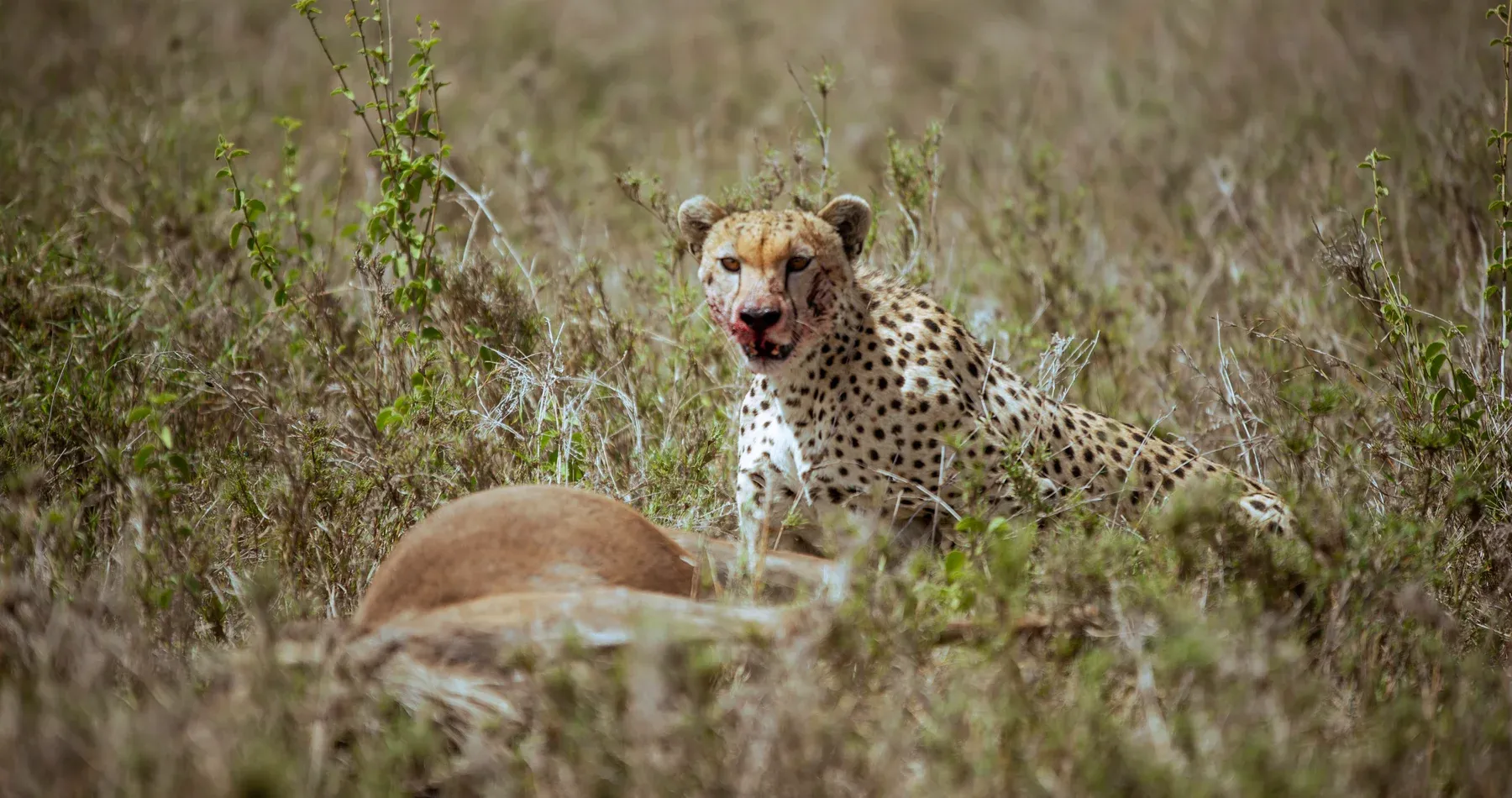 A cheetah spotted during a Tanzania game drive