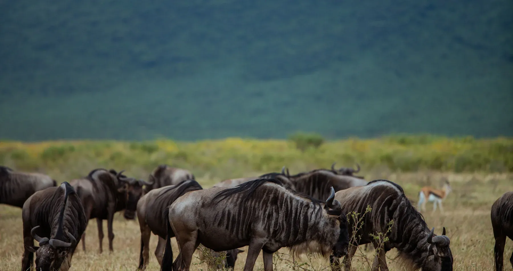 Wildebeest grazing below the Ngorongoro Crater rim