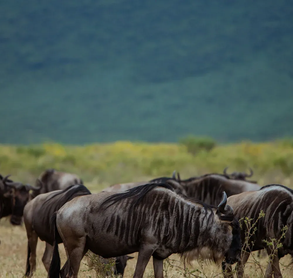 Ngorongoro